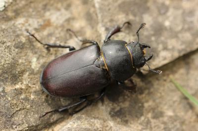 Cerf-volant (mâle), Biche (femelle), Lucane Lucanus cervus (Linnaeus, 1758)