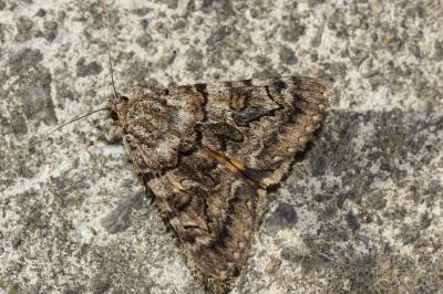 Nymphagogue (La) Catocala nymphagoga (Esper, 1787)