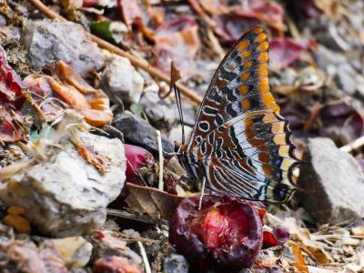 Nymphale de l'Arbousier (La), Jason (Le), Pacha à  Charaxes jasius (Linnaeus, 1767)