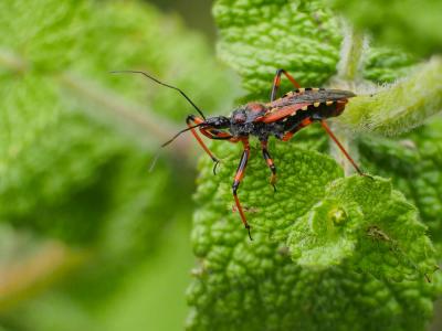  Rhynocoris 