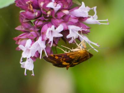  Pyrausta aurata (Scopoli, 1763)