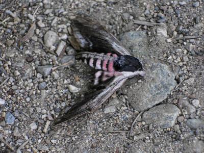 Sphinx du Liseron (Le) Agrius convolvuli (Linnaeus, 1758)