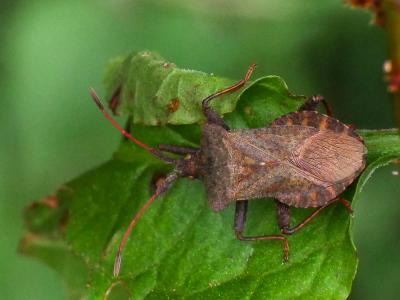 Corée marginée Coreus marginatus (Linnaeus, 1758)