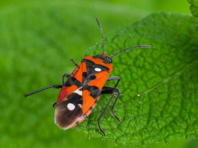Punaise écuyère Lygaeus equestris (Linnaeus, 1758)