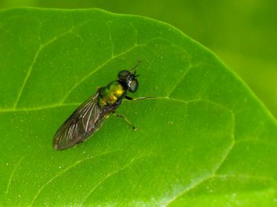  Chloromyia formosa (Scopoli, 1763)