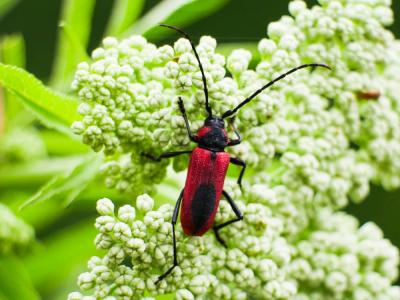  Purpuricenus kaehleri (Linnaeus, 1758)