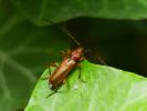  Phymatodes testaceus (Linnaeus, 1758)