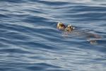 Tortue caouanne (La), Caouanne, Tortue carette Caretta caretta (Linnaeus, 1758)