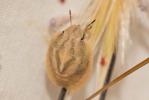  Eurygaster austriaca (Schrank, 1776)