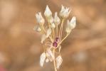 Ail rose Allium roseum L., 1753