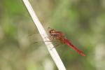 Crocothémis écarlate (Le) Crocothemis erythraea (Brullé, 1832)