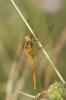 Crocothémis écarlate (Le) Crocothemis erythraea (Brullé, 1832)