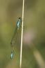 Agrion élégant Ischnura elegans (Vander Linden, 1820)