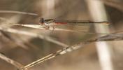 Agrion délicat Ceriagrion tenellum (Villers, 1789)