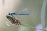 Agrion de Vander Linden, Naïade de Vander Linden Erythromma lindenii (Selys, 1840)