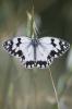 Echiquier ibérique (L'), Échiquier d'Ibérie (L') Melanargia lachesis (Hübner, 1790)