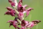 Orchis à odeur de vanille Anacamptis fragrans (Pollini) R.M.Bateman, 2003