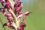Orchis à odeur de vanille Anacamptis fragrans (Pollini) R.M.Bateman, 2003
