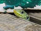 Lézard ocellé Timon lepidus (Daudin, 1802)