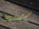 Lézard ocellé Timon lepidus (Daudin, 1802)