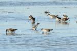 Chevalier combattant, Combattant varié Calidris pugnax (Linnaeus, 1758)