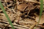  Trogulidae 