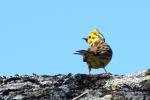 Bruant jaune Emberiza citrinella Linnaeus, 1758
