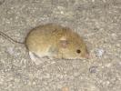 Mulot sylvestre Apodemus sylvaticus (Linnaeus, 1758)