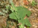 Pistoloche Aristolochia pistolochia L., 1763