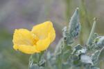 Glaucière jaune, Pavot jaune des sables Glaucium flavum Crantz, 1763
