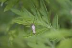  Tetragnatha Latreille, 1804