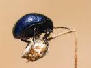 Chrysomèles Chrysomelidae Latreille, 1802