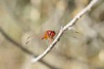 Crocothémis écarlate (Le) Crocothemis erythraea (Brullé, 1832)