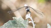 Libellule fauve (La) Libellula fulva O.F. Müller, 1764
