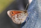 Moiré ottoman (Le) Erebia ottomana Herrich-Schäffer, 1847