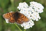 Mélitée de la Lancéole (La), Mélitée des Scabieuse Melitaea parthenoides Keferstein, 1851