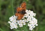 Mélitée de la Lancéole (La), Mélitée des Scabieuse Melitaea parthenoides Keferstein, 1851