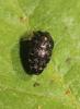  Trachys minutus (Linnaeus, 1758)