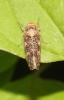  Allygus mixtus (Fabricius, 1794)