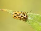  Pachybrachis hieroglyphicus Laicharting, 1781