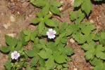 Géranium noueux Geranium nodosum L., 1753