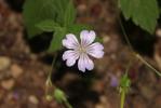 Géranium noueux Geranium nodosum L., 1753