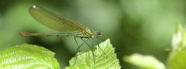 Caloptéryx occitan Calopteryx xanthostoma (Charpentier, 1825)