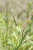Caloptéryx occitan Calopteryx xanthostoma (Charpentier, 1825)