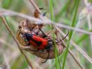  Stictoleptura cordigera (Fuessly, 1775)
