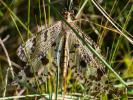 Palpares libelluloides (Linnaeus, 1764)