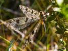  Palpares libelluloides (Linnaeus, 1764)