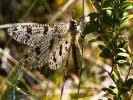  Palpares libelluloides (Linnaeus, 1764)