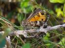 Agreste (L') Hipparchia semele (Linnaeus, 1758)