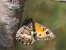Agreste (L') Hipparchia semele (Linnaeus, 1758)